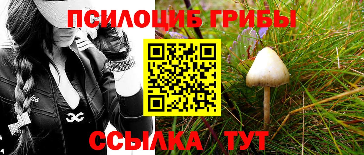 Псилоцибиновые грибы Psilocybe  Галлюциногенные грибы Psilocybe  цены   Качканар  Вход с VPN 